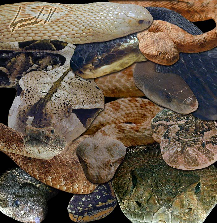 ven snake collage 01.jpg [159 Kb]